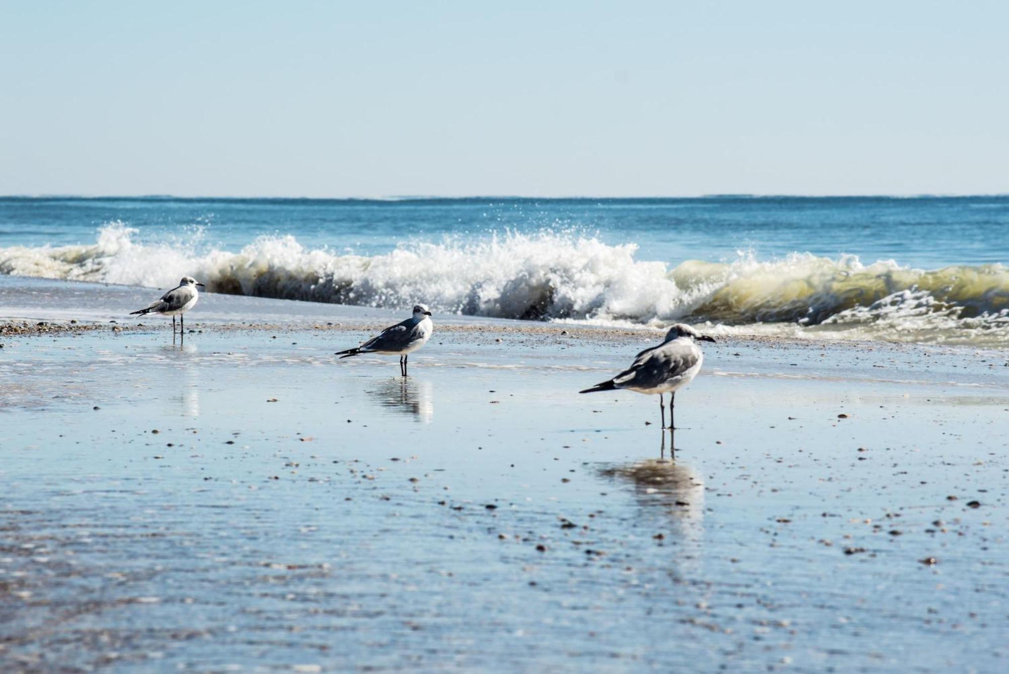 גולף שורז Beautiful Views And Just Steps To The Beach - #38 Sleeps 7 מראה חיצוני תמונה